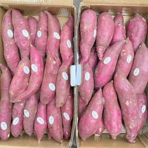 Japanische Süßkartoffel Khoai Lang Nhat 1Kg