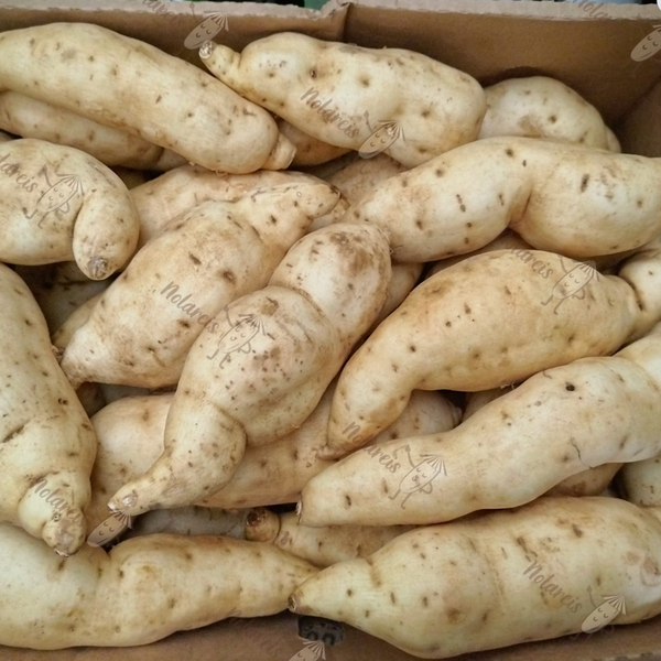 Khoai Lang Trang Italy TÚI 1kg